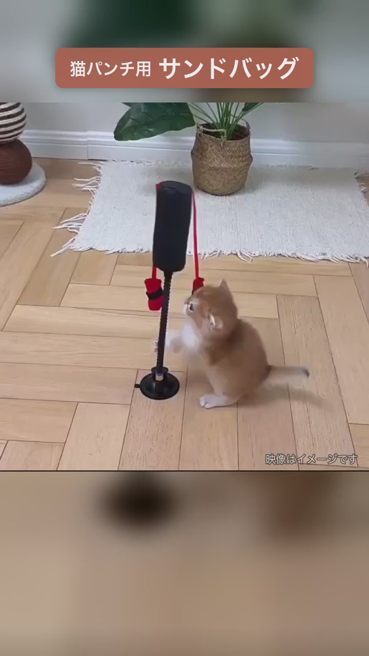 子猫がサンドバッグにパンチして遊ぶ様子