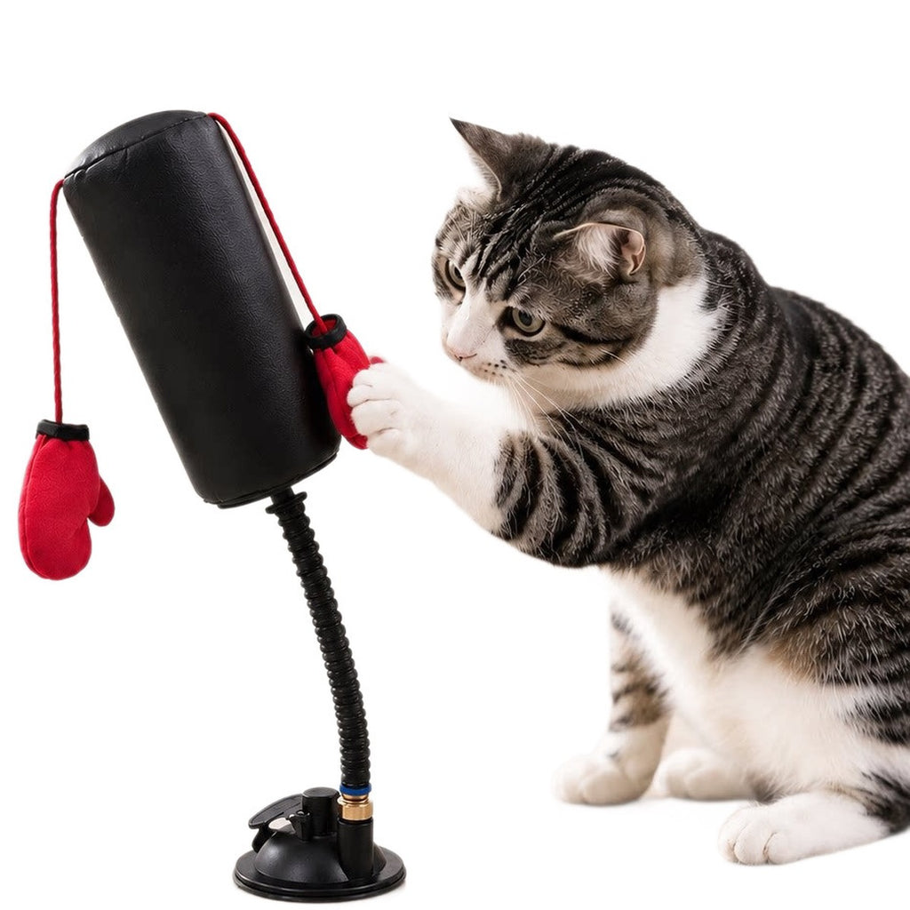 猫パンチ用サンドバッグを前足でたたく猫