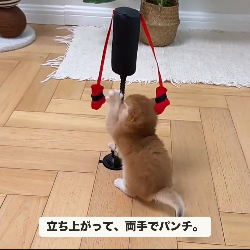 立ち上がって両手でパンチする子猫