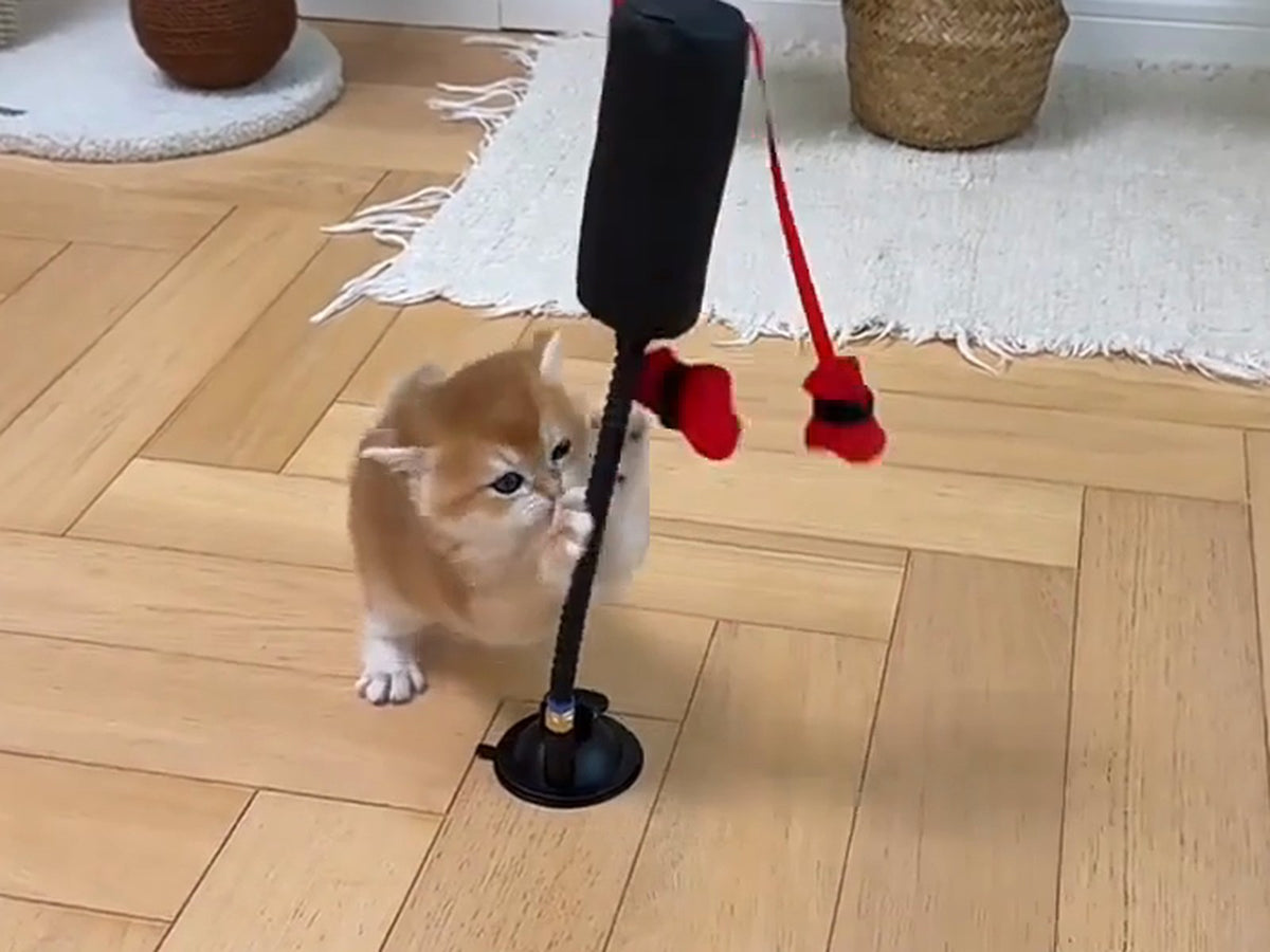 サンドバッグにパンチする子猫