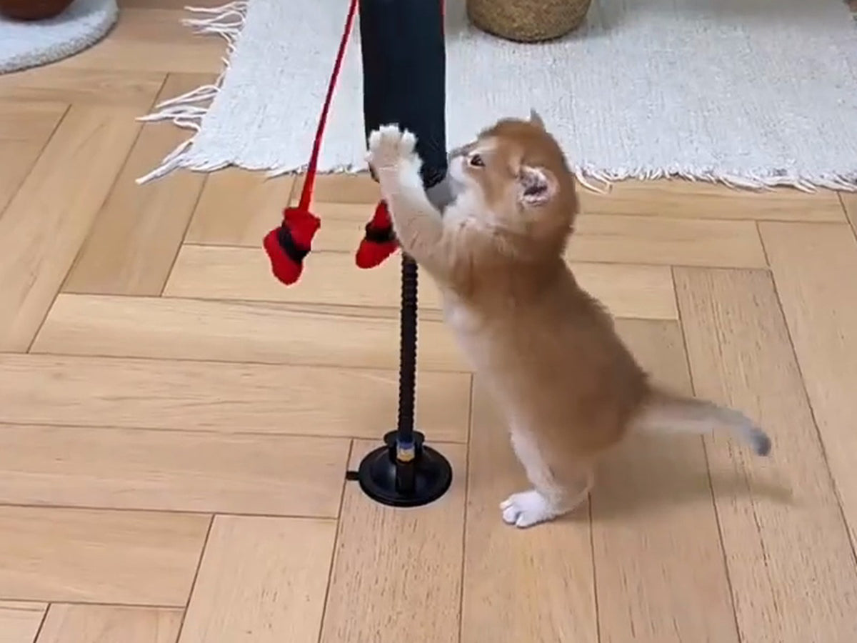 立ち上がってサンドバッグをたたく子猫
